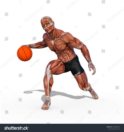 Basketball Anatomy Bilder Arkivfotografier Og Vektorer Shutterstock