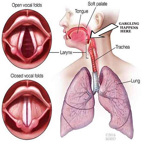 Gargling Good Or Bad Dr Shreha Pathak Ent Specialist