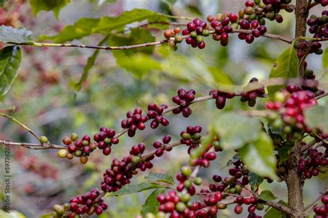 Ripe Arabica Coffee Beans On Brance Tree In Farm Green Robusta And