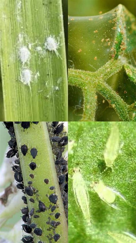 Black Spots On Orchid Leaves [5+ Major Causes And Solutions]