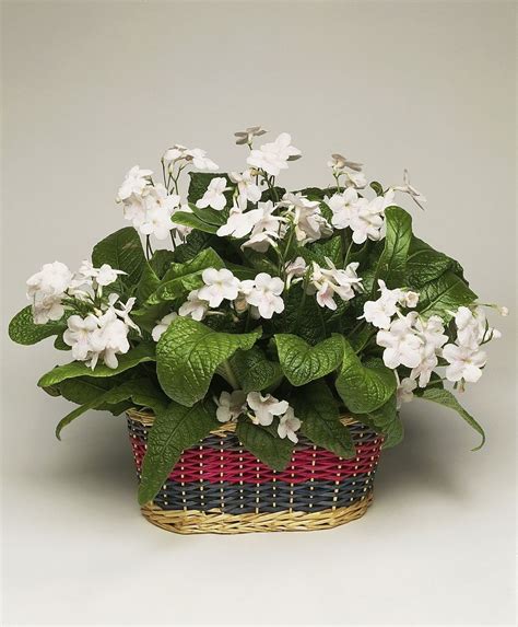 All African Violets Images Shuncy Love The Green