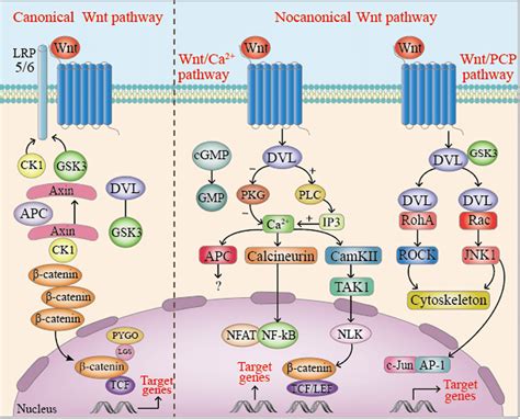 Canonical And Non Canonical Wnt Signaling Pathways Download Scientific Diagram