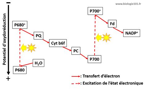 Biochimie Associ E Aux Algues La Biologie V G Tale Marine Intechmer