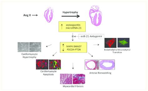 Action Of Angiotensin Ii To Promote Cardiac Hypertrophy Inducing