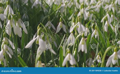 Sol Brilha Em Muitas Flores Brancas Comuns De Neve Galanthus Nivalis