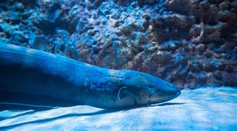 Scopri la più grande anguilla americana mai catturata nel fiume Mississippi