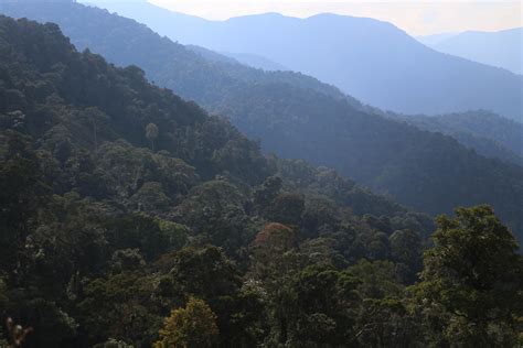 Eksosistem Leuser Terus Dirusak Kompas Id