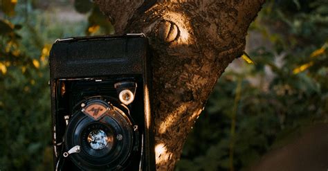 agfa analog camera   branch  stock photo