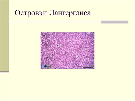 Гистология. Актуальные задачи гистологии - презентация онлайн