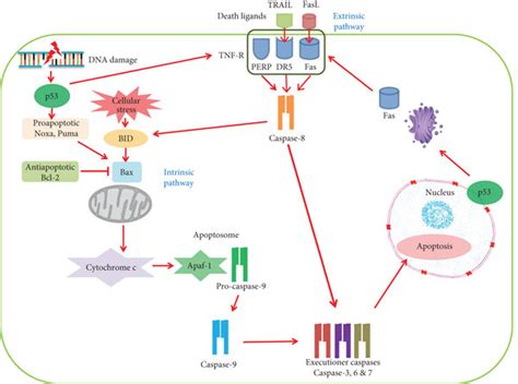 A Schematic Of The P53 Mediated Apoptotic Pathways In A Mammalian Cell