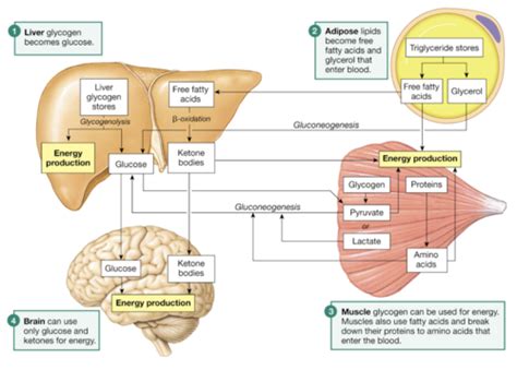 Carbohydrate Metabolism Flashcards Quizlet