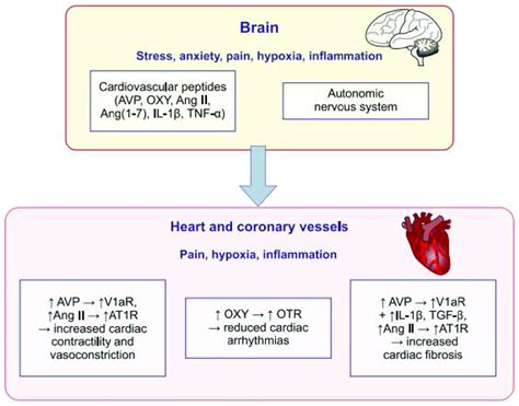 Interaction Of Vasopressin Angiotensins Oxytocin And Cytokines With