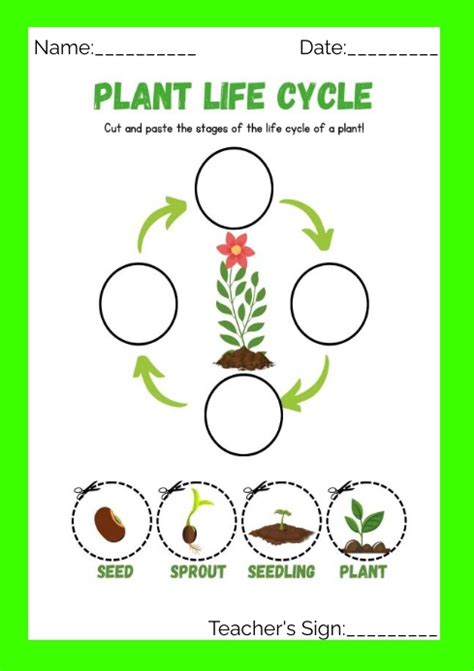 Plant Life Cycle Worksheets Free Printables for Kids - Adanna Dill ...