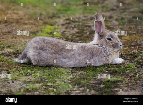 Conejo De Alaska Fotograf As E Im Genes De Alta Resoluci N Alamy