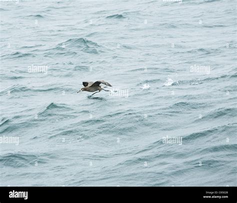 Albatross Sea Bird Taking Off Stock Photo Alamy