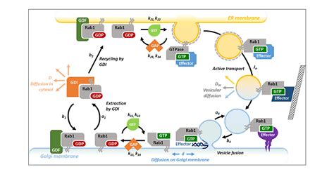 Spatial Cycling Of Rab Gtpase Driven By The Gtpase Cycle Controls Rabs Subcellular