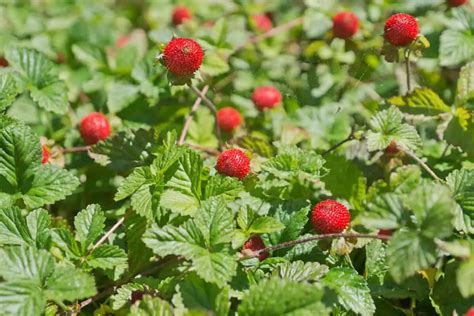 Wild Strawberry Dilemma Safe To Eat Or Best To Avoid Smart Garden And Home