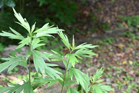 ヨモギよもぎ蓬 庭木図鑑 植木ペディア