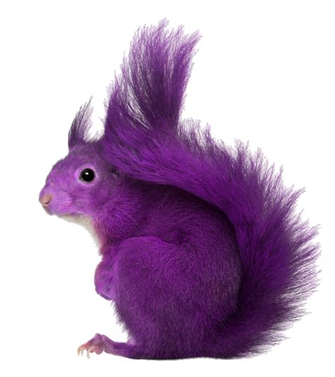 Hunting the Purple Squirrel: The Elusive Perfect Persona