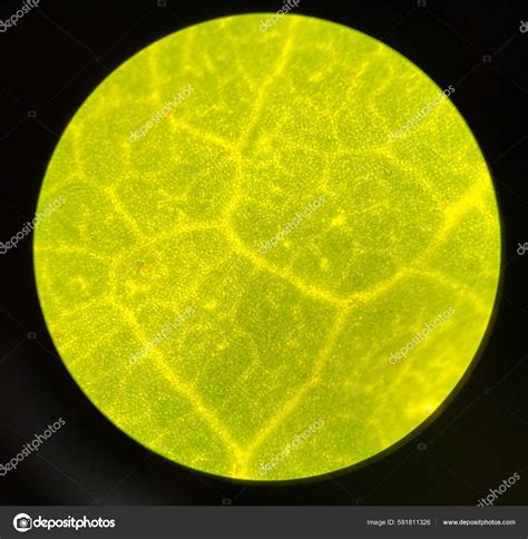 Green Stoma Plants Cell Find Microscope Stock Photo By Toeytoey