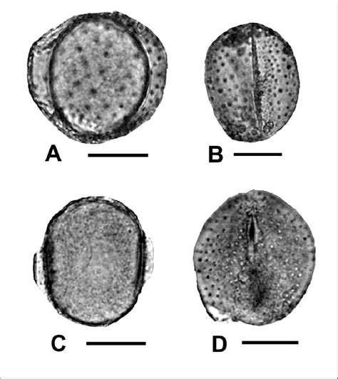 Light Microscopy Photographs Of Pollen Grains Of Crinum Brachynema And Download Scientific