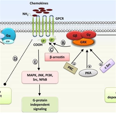 Regulation And Desensitization Of Gpcr By Grks G Protein Receptor