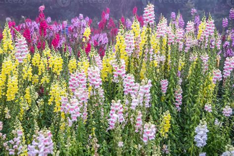 Antirrhinum majus flower. 11030325 Stock Photo at Vecteezy