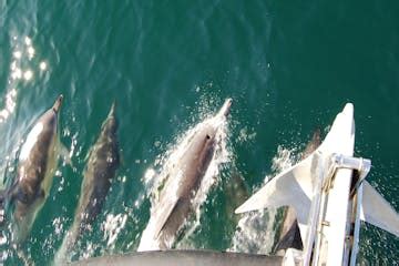 Blasket Island Eco Tour - Co Kerry, Ireland | Dingle Boat Tours