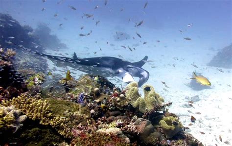 Shotgun Komodo Neptune Scuba Diving