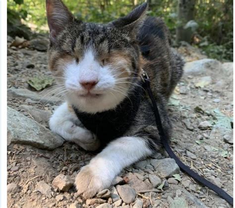 Une histoire émouvante de ce chat aveugle qui a parcouru le monde sur