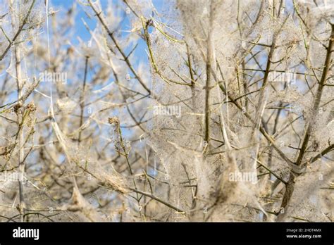 Ermine Moth Spider Web Ermine Moths Spider Webs Stock Photo Alamy
