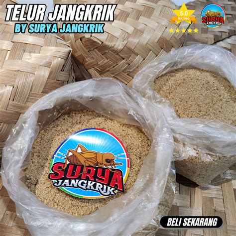 Jual Jual Bibit Jangkrik Alam Kemasan Kg Bibit Jangkrik Dengan