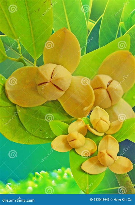 Romduol National Flower Of Cambodia Stock Image Image Of Angkor