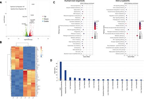 Genome Wide Transcriptomic Analysis After Lpo Exposure A Volcano Plot Download Scientific