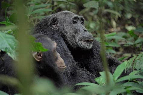What Happened To The Chimps In Chimp Empire Netflix Tudum