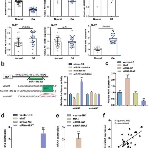 Lncrna Miat Targets Mir A P To Inhibit Mir A P Expression A