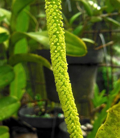 Oberonia Mucronata A Green Rat Tail With Flowers