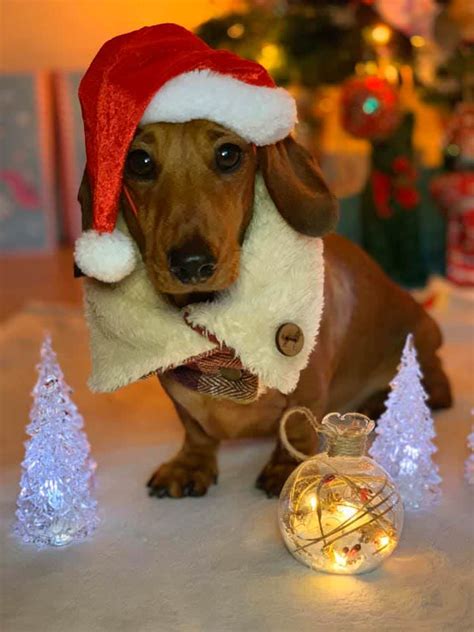 19 Photos of Dachshunds in Christmas Hats That Will Make You Squee ...