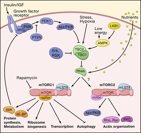 Tor Signaling In Growth And Metabolism Cell