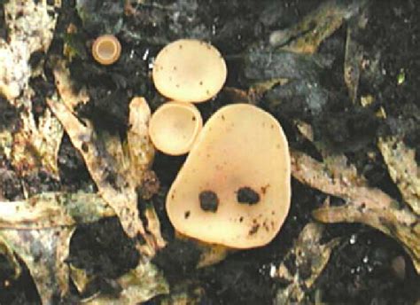 Apothecia Of Sclerotinia Sclerotiorum In A Carrot Crop Download