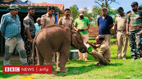 தமிழ்நாடு முதுமலை முகாமில் 3 குட்டி யானைகள் தாய் யானைகள் குட்டிகளைக்