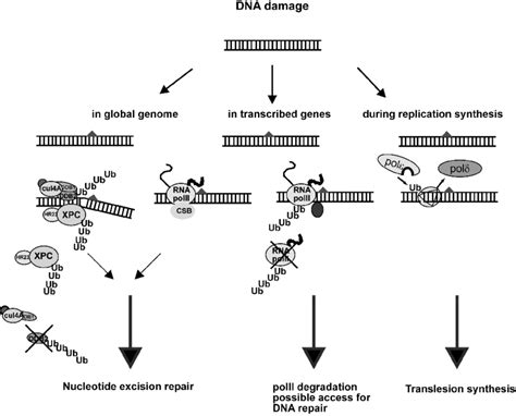 Some Of The Described Uv Induced Ubiquitination Events An Uv Induced