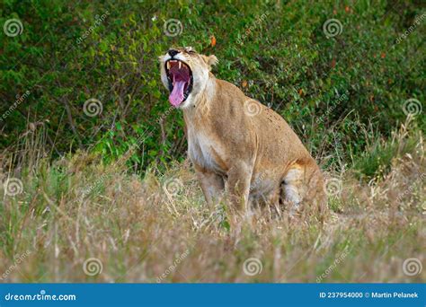 Lion Panthera Leo King Of The Animals Lion The Biggest African Cat