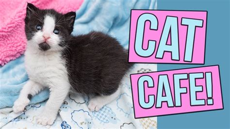 A Peek Inside Kawaii Kitty Cafe In Philadelphia Youtube