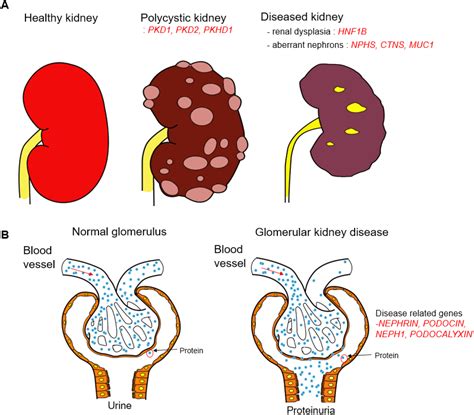 Development And Reproduction