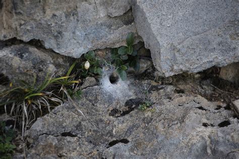 Funnel Weavers From Chur Schweiz On August 24 2022 At 06 21 PM By