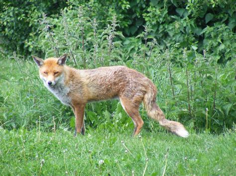 European Red Fox European Red Fox Taken At British Wildl Flickr