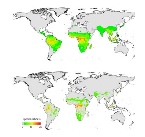 Primates Face Mass Extinction By Mid Century Scientists Warn The