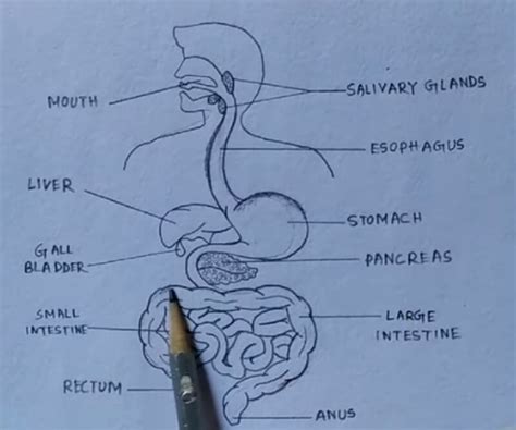 A Guide To Understand Digestion System With Diagram Edrawmax Online