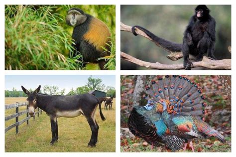 10 Animals That End With Key Pictures And Facts 2023 Howitsee